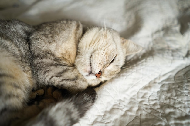 Ritratto di un bellissimo gatto Ritratto di gatto carino Animale domestico felice