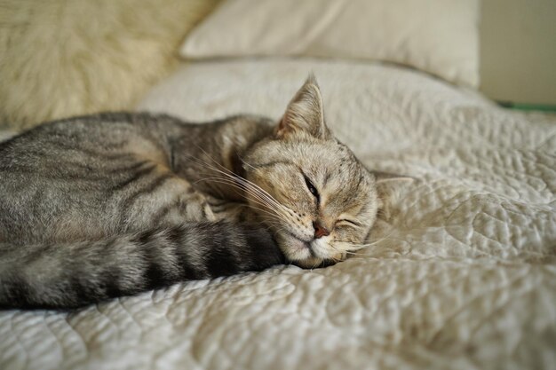 Ritratto di un bellissimo gatto Ritratto di gatto carino Animale domestico felice