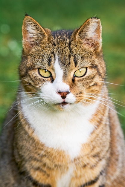 Ritratto di un bellissimo gatto soriano domestico con gli occhi gialli