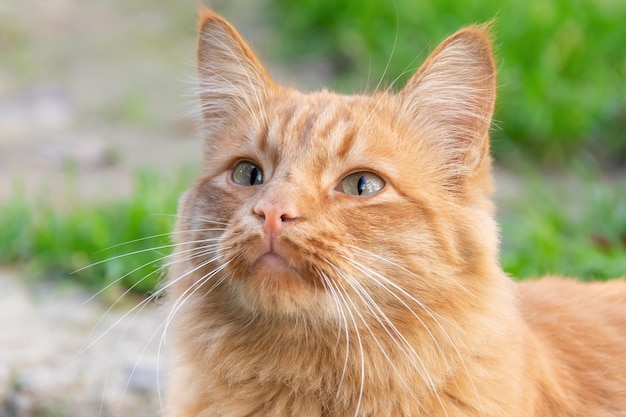 Ritratto di un bellissimo gatto zenzero carino