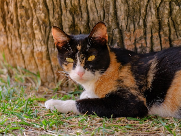 Ritratto di un bellissimo gatto