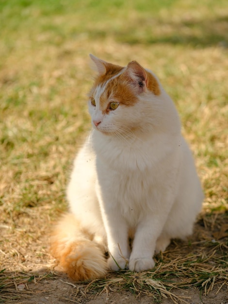 Ritratto di un bellissimo gatto