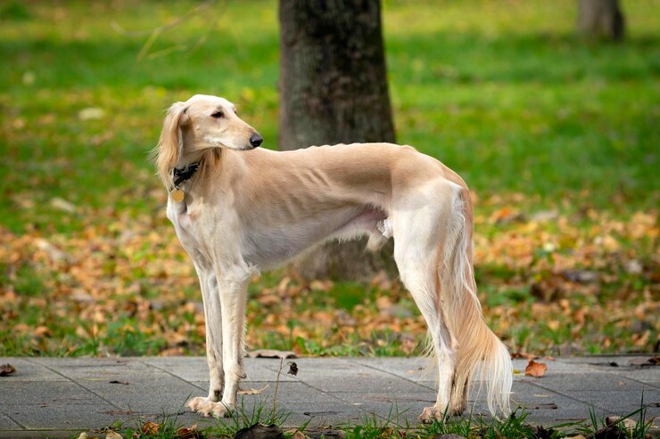Ritratto di un bellissimo levriero russo in piedi nel parco..