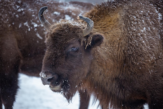 Ritratto di un bisonte europeo nel Parco Nazionale Skole Beskydy Carpazi Ucraina