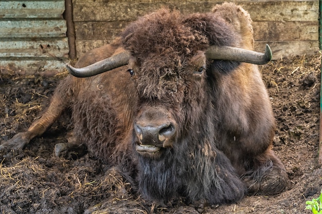 Ritratto di un bisonte in natura