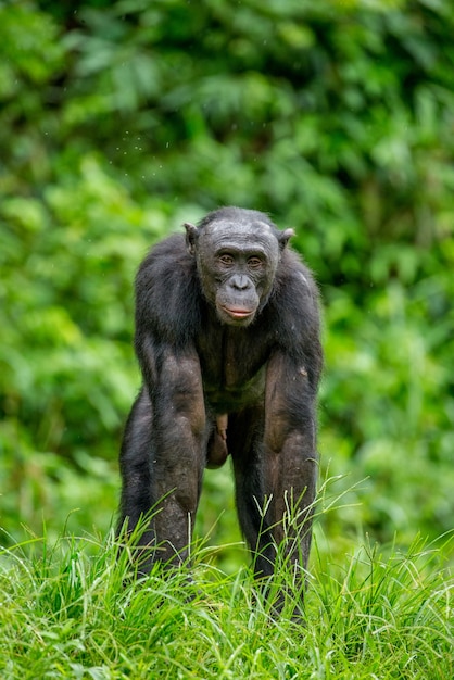 Ritratto di un bonobo in natura