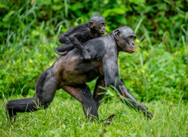 Ritratto di un bonobo in natura