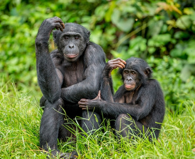 Ritratto di un bonobo in natura