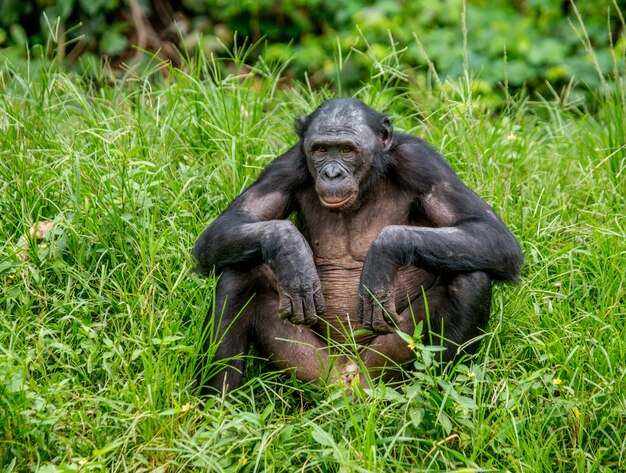 Ritratto di un bonobo in natura