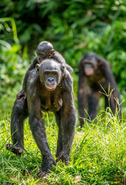 Ritratto di un bonobo in natura