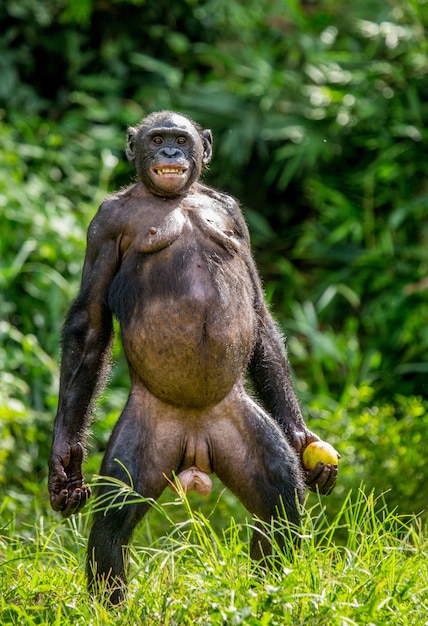 Ritratto di un bonobo in natura