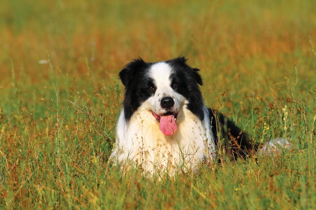 Ritratto di un border collie