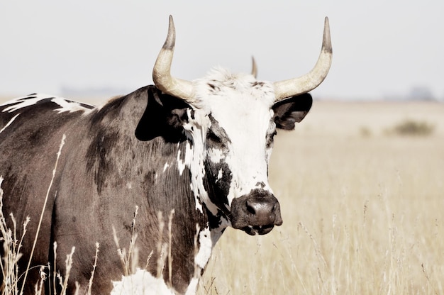 Ritratto di un bovino Texas Longhorn con pelle a disegni neri e bianchi nel campo
