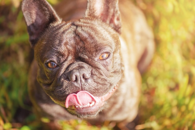 Ritratto di un bulldog brindle francese con colore nero Cane sullo sfondo di erba verde