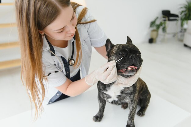 Ritratto di un Bulldog francese Concetto di medicina veterinaria Cani di razza Animali divertenti Tecnica mista