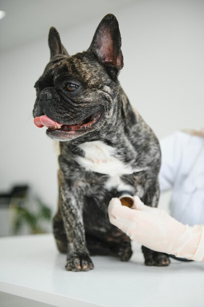 Ritratto di un Bulldog francese Concetto di medicina veterinaria Cani di razza Animali divertenti