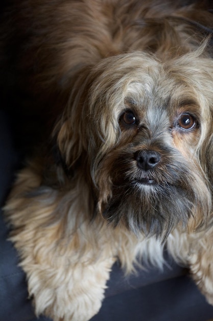 Ritratto di un cane a casa
