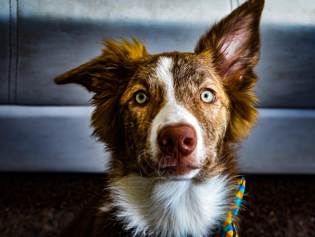 Ritratto di un cane a casa