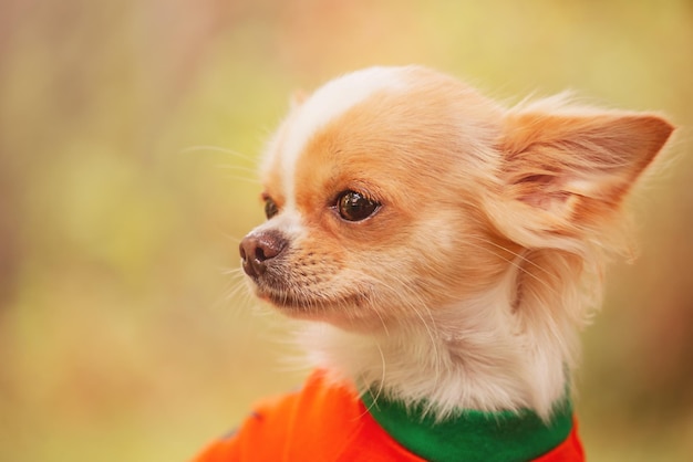 Ritratto di un cane a pelo lungo bianco su uno sfondo di verde. Chihuahua in vestiti. Animale domestico.