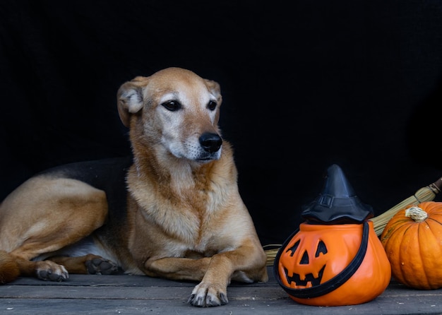 Ritratto di un cane accanto a una zucca di Halloween