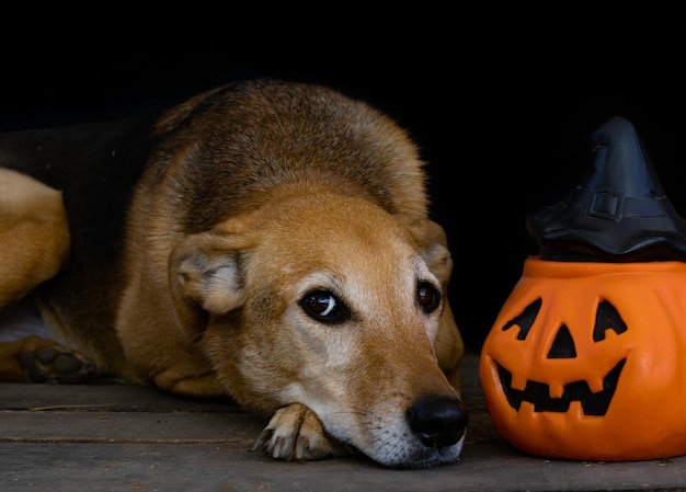 Ritratto di un cane accanto a una zucca di Halloween