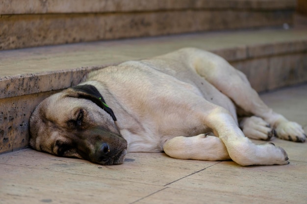 Ritratto di un cane addormentato