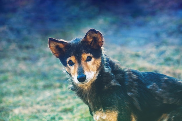 Ritratto di un cane all'aperto in estate