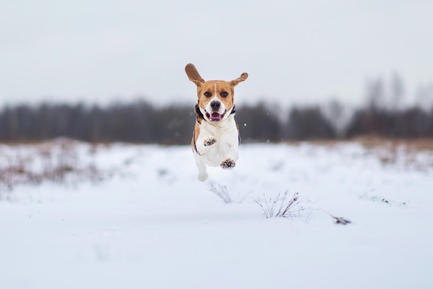 Ritratto di un cane Beagle a piedi in inverno