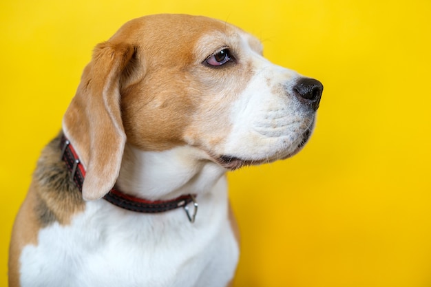 Ritratto di un cane beagle