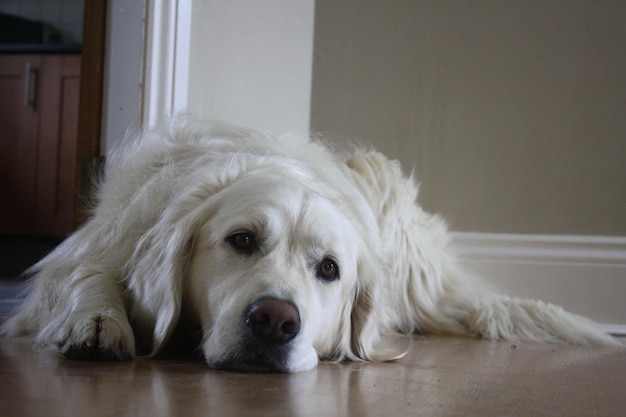 Ritratto di un cane bianco che riposa sul pavimento