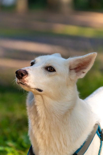 Ritratto di un cane bianco di razza sconosciuta