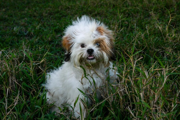 Foto ritratto di un cane bianco sul campo