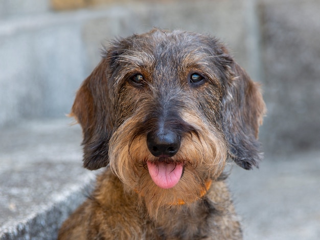 ritratto di un cane carino