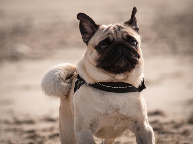 Ritratto di un cane che cammina sulla spiaggia