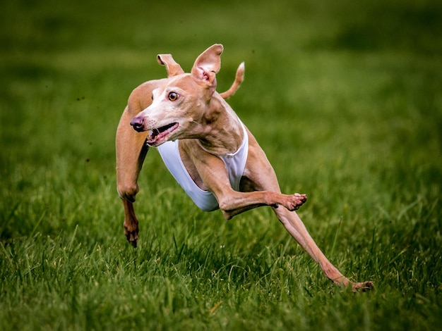 Ritratto di un cane che corre su un campo erboso