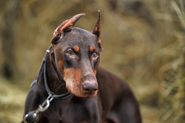 Ritratto di un cane che guarda da un'altra parte