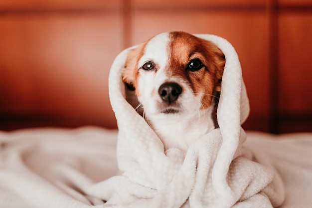 Ritratto di un cane che riposa sul letto