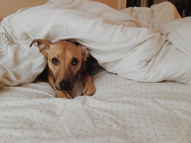 Ritratto di un cane che si rilassa sul letto