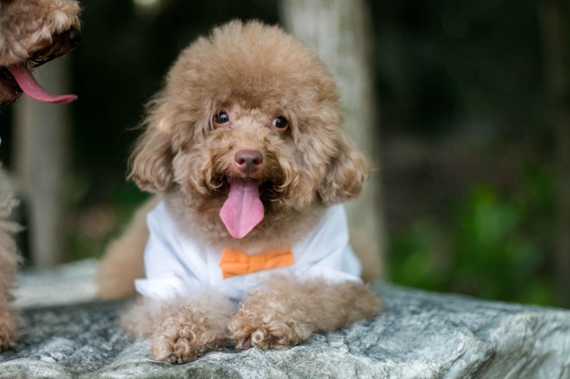 Ritratto di un cane che tira fuori la lingua all'aperto