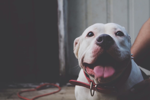 Ritratto di un cane che tira fuori la lingua