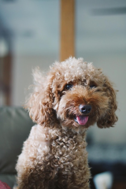 Ritratto di un cane che tira fuori la lingua
