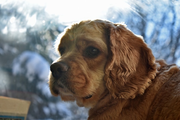 Ritratto di un cane Cocker Spaniel a casa