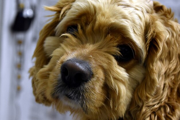 Ritratto di un cane Cocker Spaniel