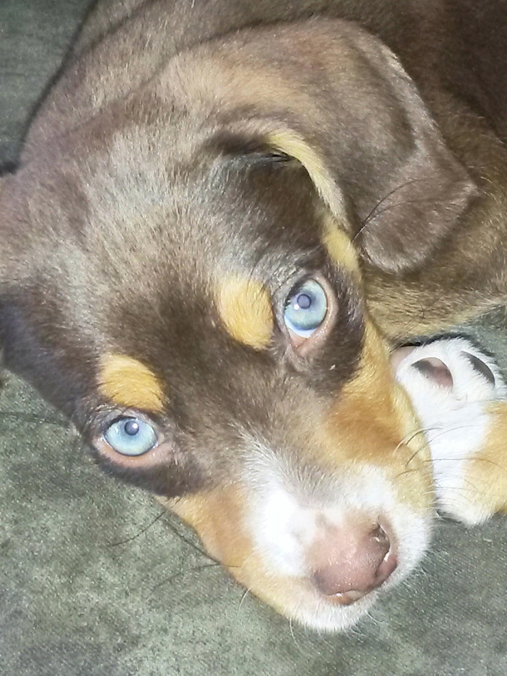 Foto ritratto di un cane con gli occhi blu che si rilassa a casa