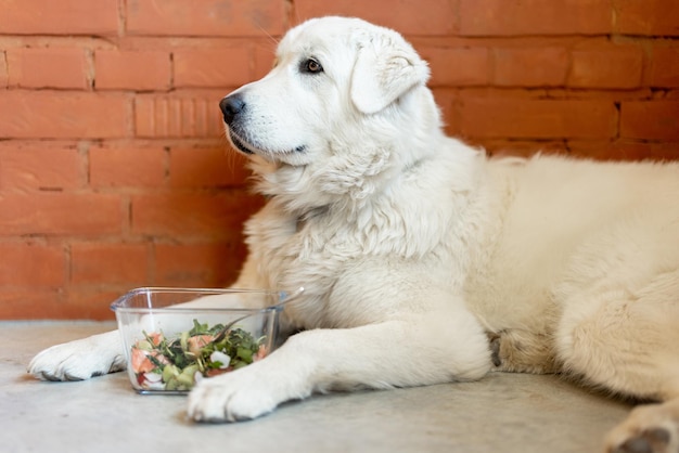 Ritratto di un cane con insalata