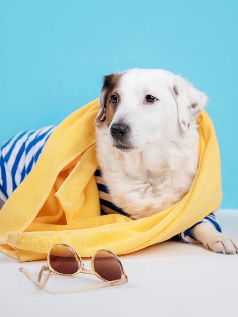 Ritratto di un cane con occhiali da sole e canotta su sfondo blu Un concetto per una vacanza estiva in viaggio