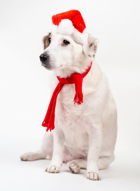 Ritratto di un cane con un cappello da Babbo Natale Concetto di Capodanno e Natale