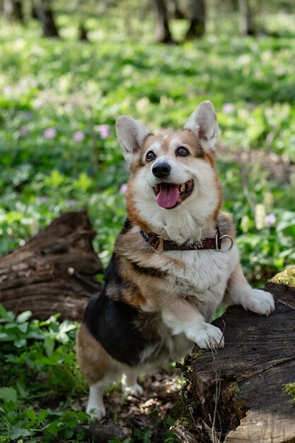 ritratto di un cane corgi Pembroke marrone bianco in una foresta primaverile tra verde e fiori