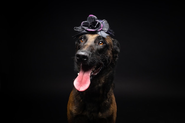 Ritratto di un cane da pastore belga in un copricapo Carnevale o Halloween