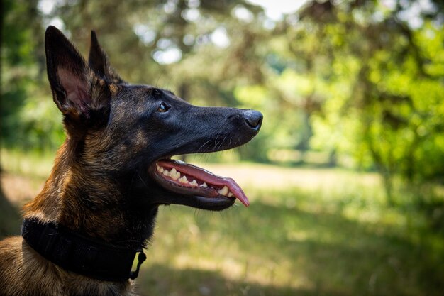 Ritratto di un cane da pastore belga in una passeggiata in un parco verde